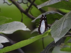 Stiboges nymphidia
