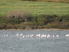 Phoenicopterus roseus