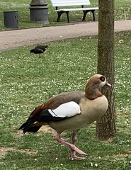 Alopochen aegyptiaca