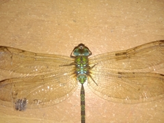 Gynacantha subinterrupta