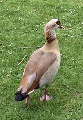 Alopochen aegyptiaca