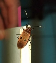 Physopelta quadriguttata