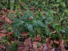 Maianthemum scilloideum