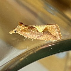 Proeulia triquetra