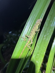 Anolis dracula