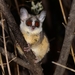 Moholi Lemur - Photo (c) peterwebb, algunos derechos reservados (CC BY-NC), subido por peterwebb