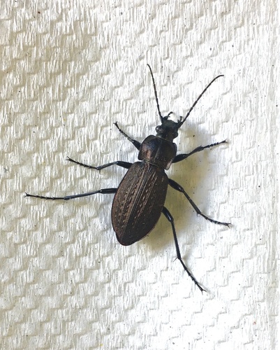 Granulated Ground Beetle photo 6