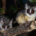 Lesser Galagos - Photo (c) peterwebb, some rights reserved (CC BY-NC), uploaded by peterwebb