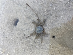 Hymenosoma orbiculare
