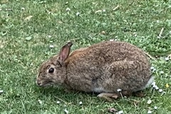 Oryctolagus cuniculus