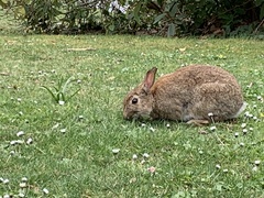 Oryctolagus cuniculus