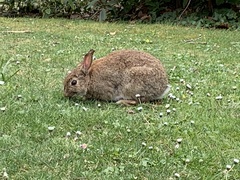 Oryctolagus cuniculus