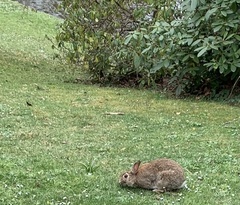 Oryctolagus cuniculus