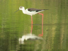 Himantopus himantopus