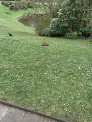 Oryctolagus cuniculus