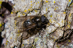 Cheilosia grossa