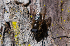 Cheilosia grossa