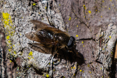 Cheilosia grossa