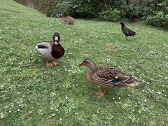 Oryctolagus cuniculus