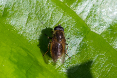 Cheilosia grossa