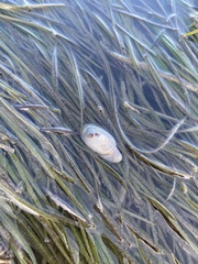 Fissurella mutabilis