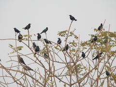 Lamprotornis chloropterus