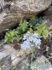 Dryopetalon runcinatum