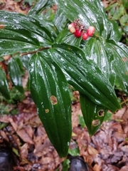 Maianthemum scilloideum