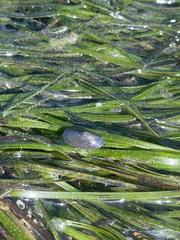 Fissurella mutabilis