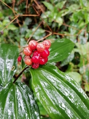 Maianthemum scilloideum