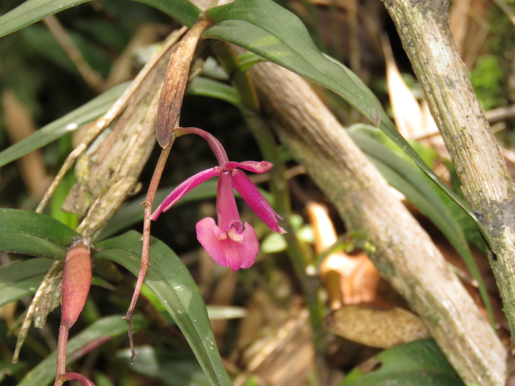 Epidendrum diommum Hágsater & Chocce