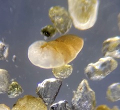 Nonionoidea