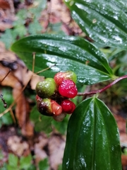 Maianthemum scilloideum