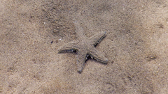 Astropecten platyacanthus