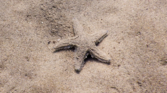 Astropecten platyacanthus