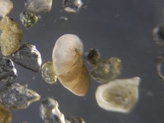 Nonionoidea
