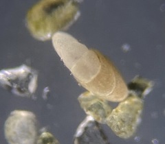 Nonionoidea