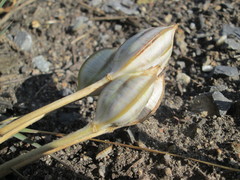 Tulipa turkestanica