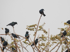 Lamprotornis chloropterus