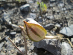 Tulipa turkestanica