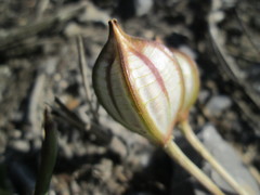 Tulipa turkestanica