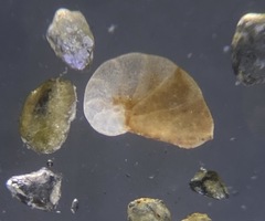Nonionoidea