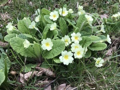 Primula vulgaris