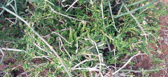 Curio radicans
