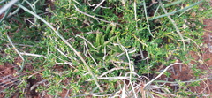 Curio radicans