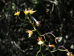 Cyrtochilum aureum