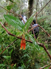 Macleania insignis