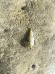 Diogenes brevirostris