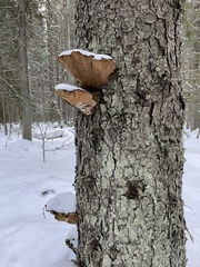 Phellinus chrysoloma