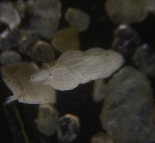 Uvigerina peregrina observed 2021-04-15